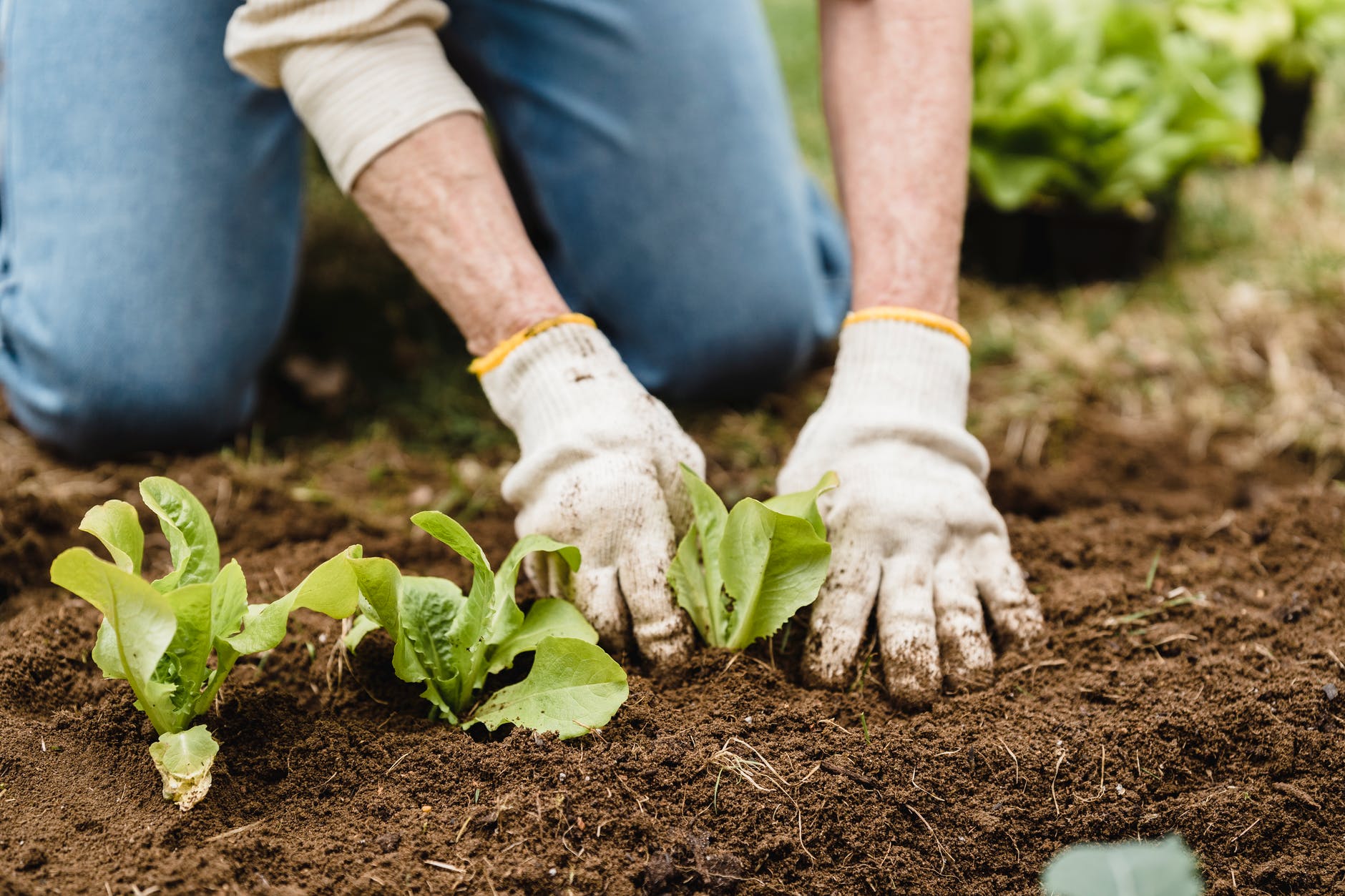 anonymous farmer planting seedlings into soil